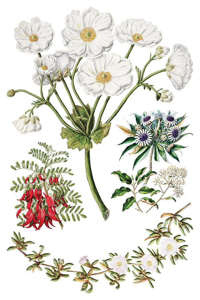 Sarah Featon’s Botanicals IOD Transfer
