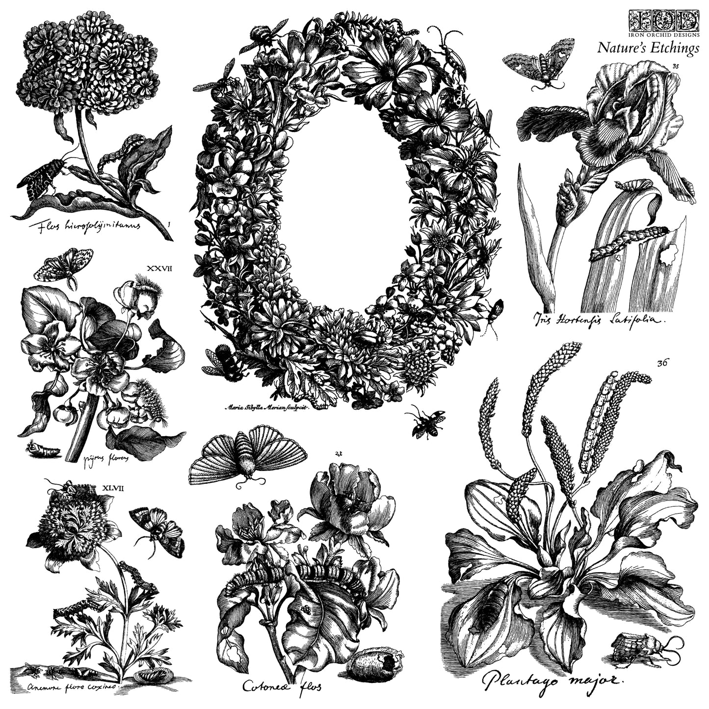 Nature's Etchings — IOD Stamp 12x12 Double Sheet with Masks