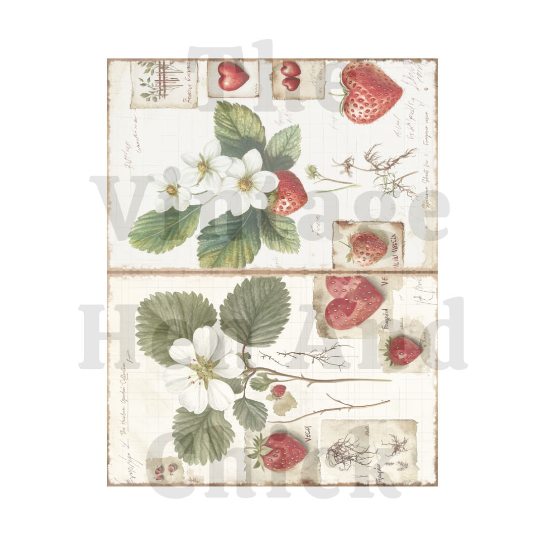 Heirloom Garden Vintage Strawberry Illustration – Botanical Printable for DIY Crafts (PDF)