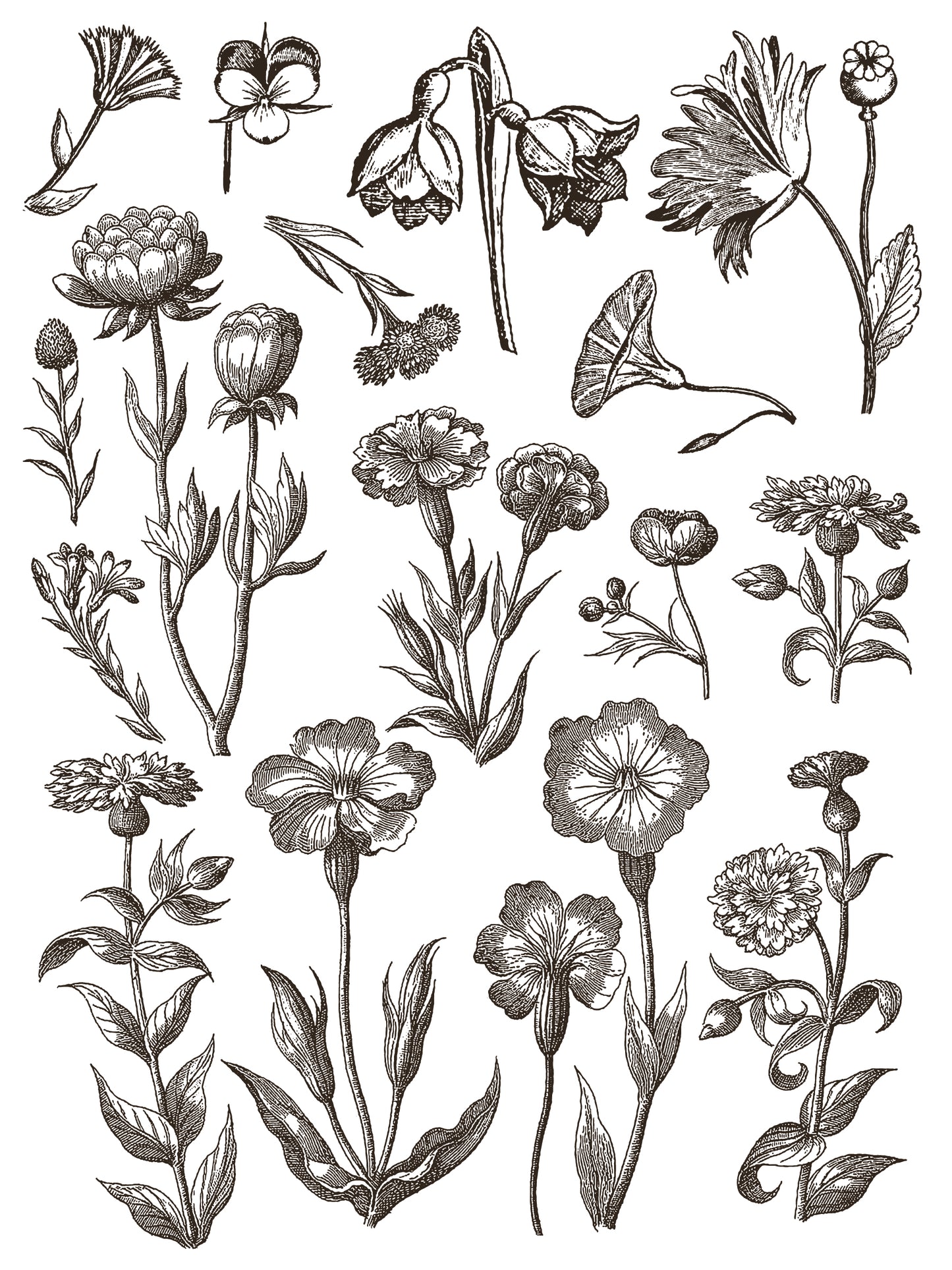 IOD Floriography Paint Inlay