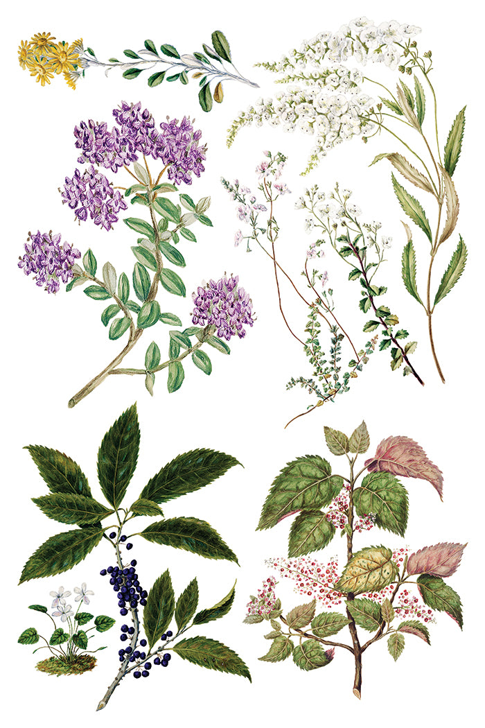 Sarah Featon’s Botanicals IOD Transfer