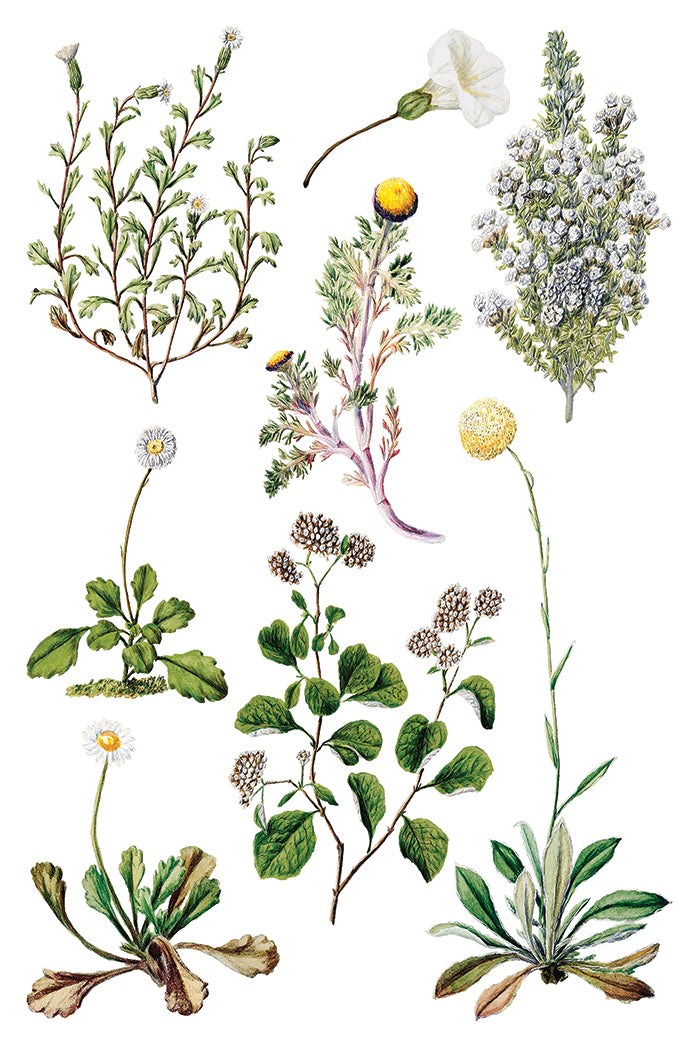 Sarah Featon’s Botanicals IOD Transfer