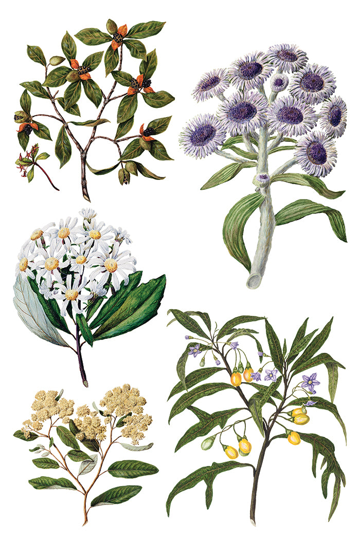 Sarah Featon’s Botanicals IOD Transfer