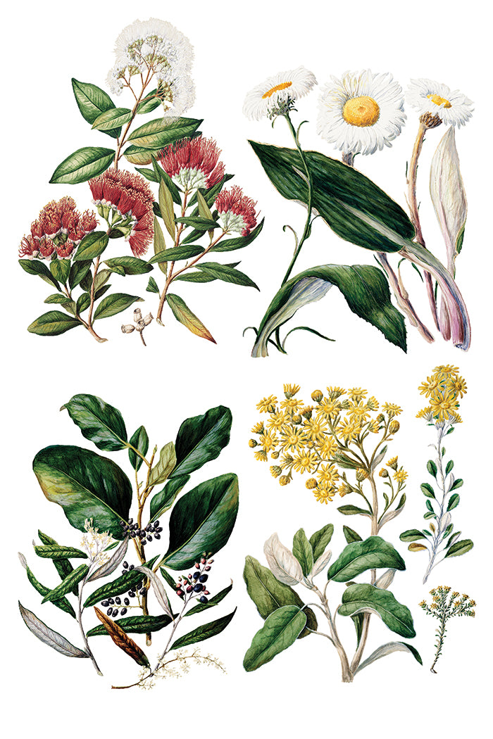 Sarah Featon’s Botanicals IOD Transfer
