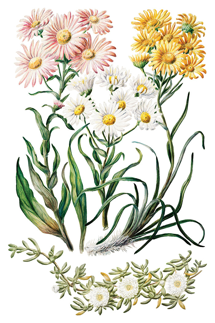 Sarah Featon’s Botanicals IOD Transfer