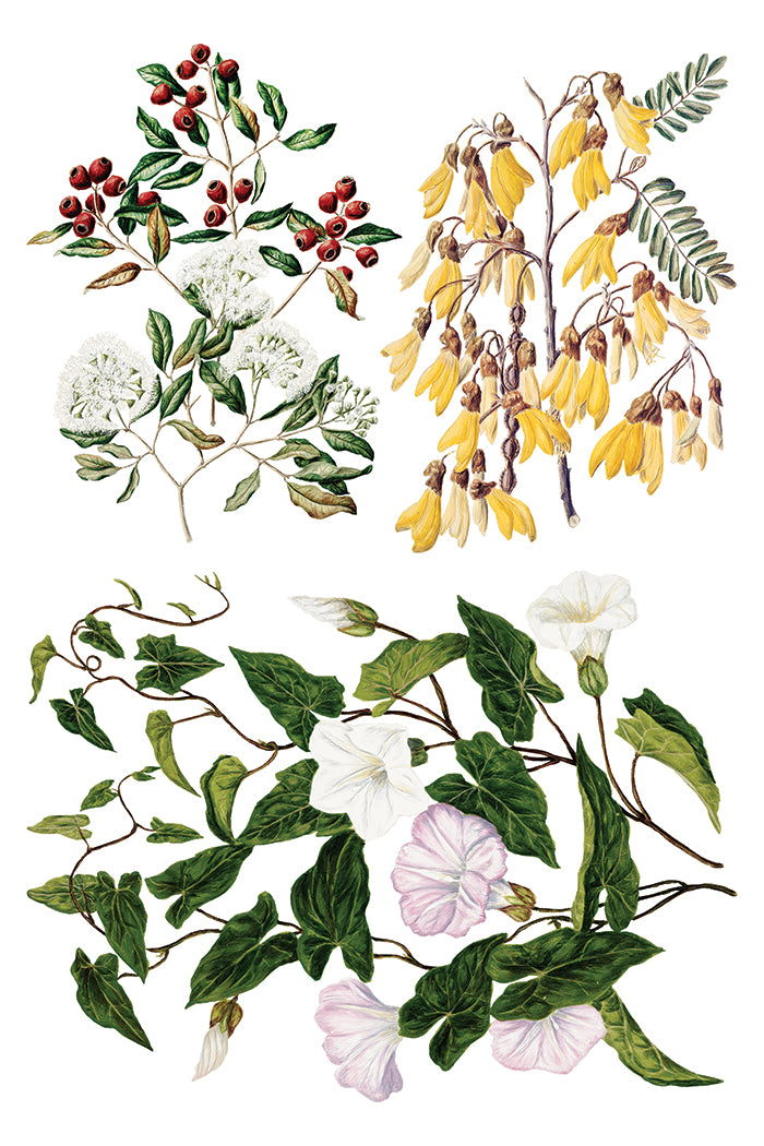 Sarah Featon’s Botanicals IOD Transfer