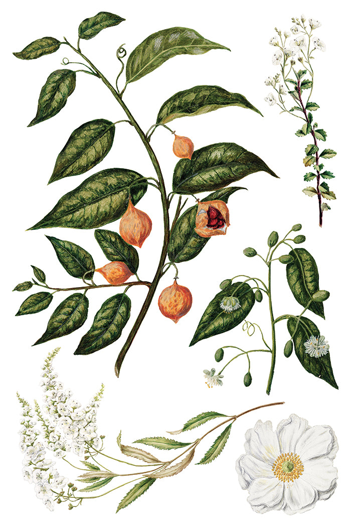 Sarah Featon’s Botanicals IOD Transfer