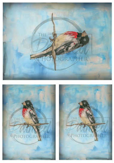 Grosbeak Multiple - Connie's Rice Paper