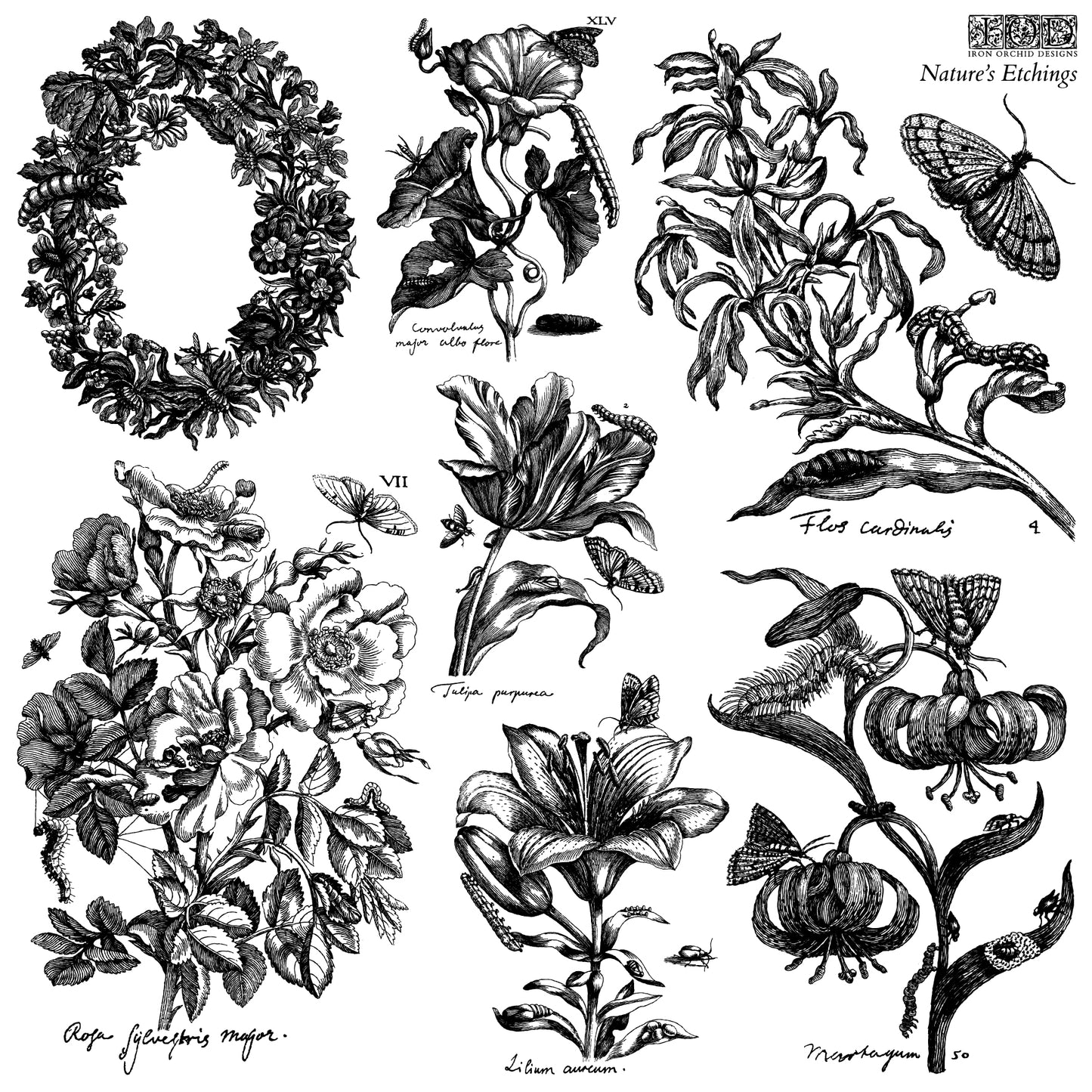 Nature's Etchings — IOD Stamp 12x12 Double Sheet with Masks
