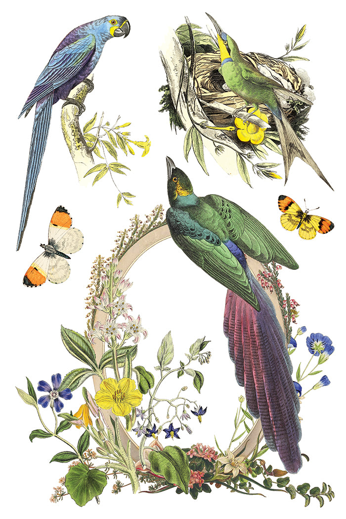 Flora Greca IOD Transfer