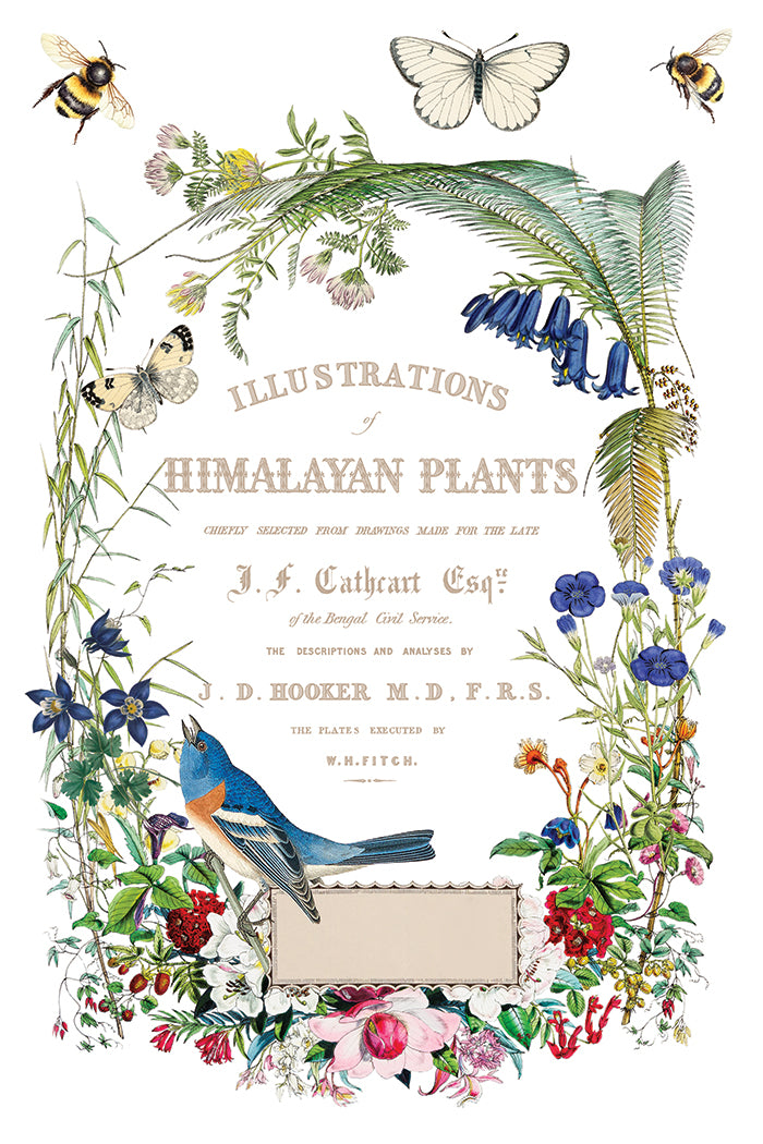 Flora Greca IOD Transfer