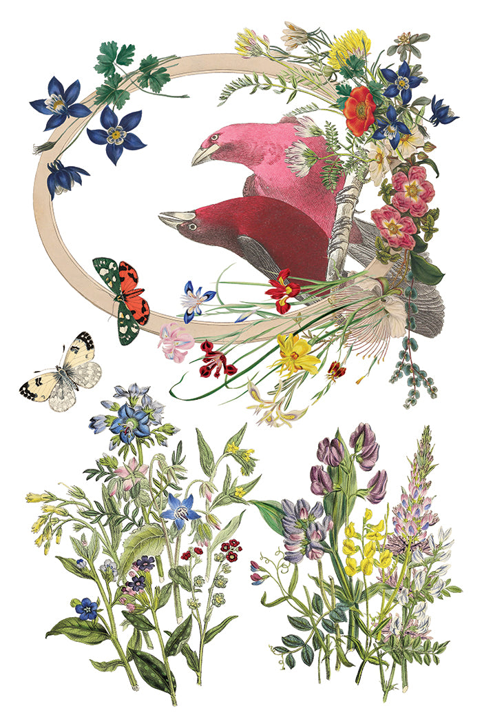 Flora Greca IOD Transfer