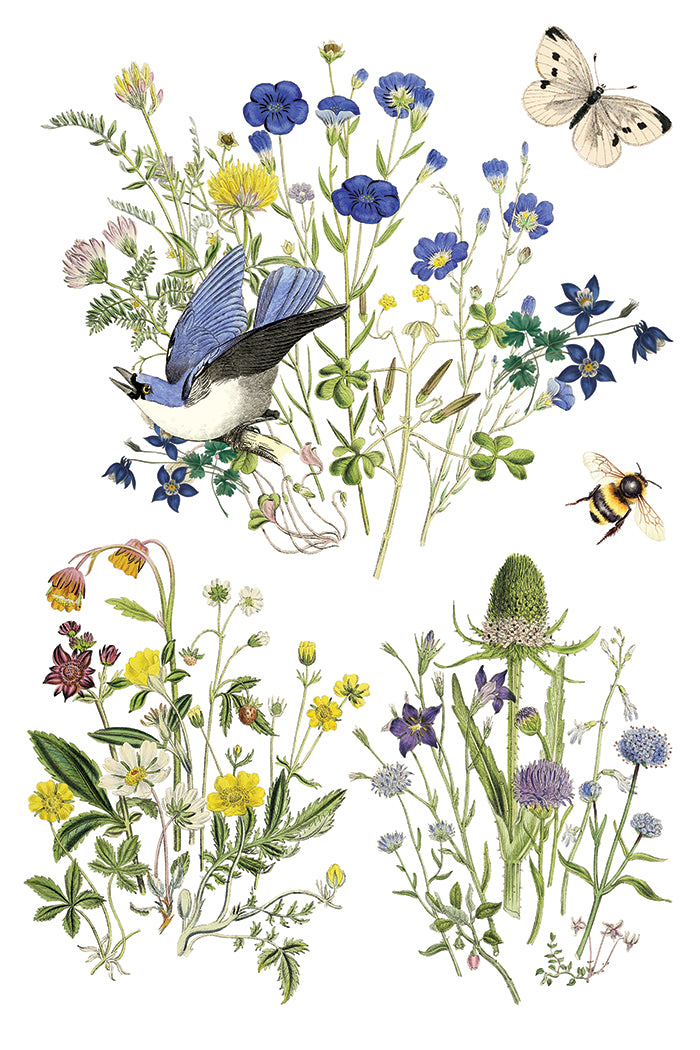 Flora Greca IOD Transfer