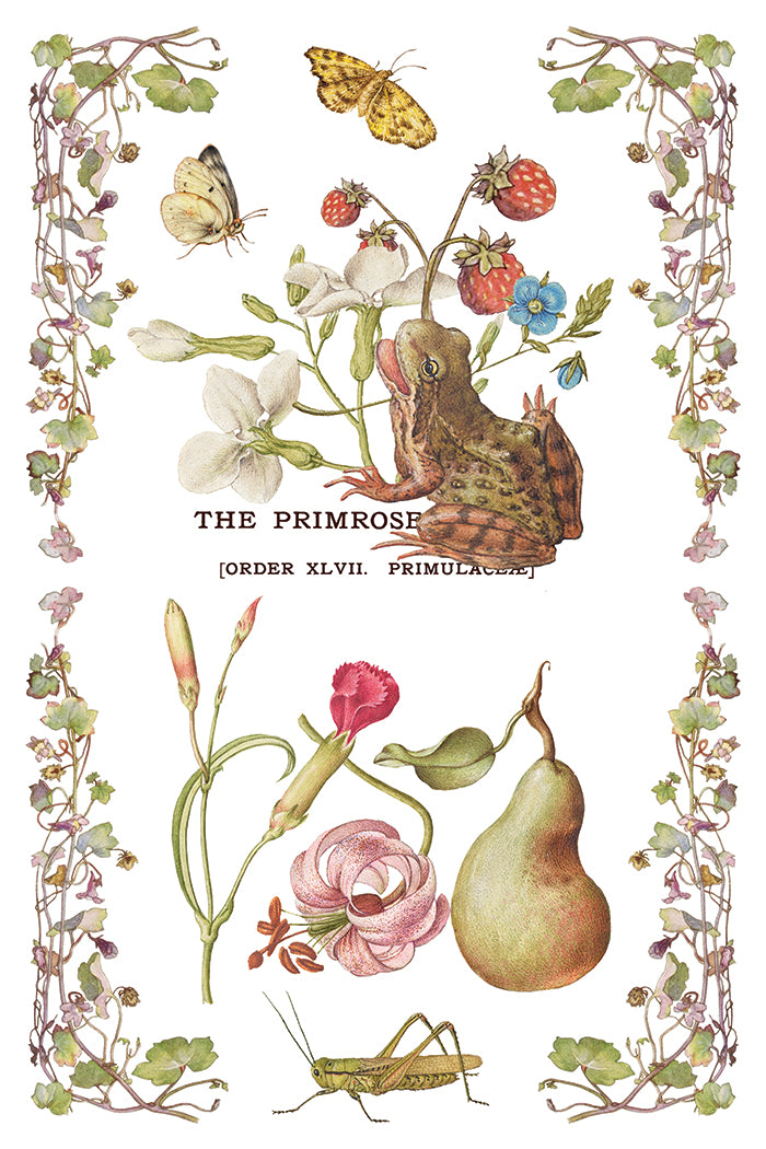 Primrose Isle — IOD Transfer 8x12 Full Color Transfer Set
