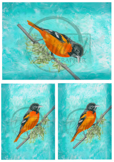 Oriole Multiple - Connie's Rice Paper